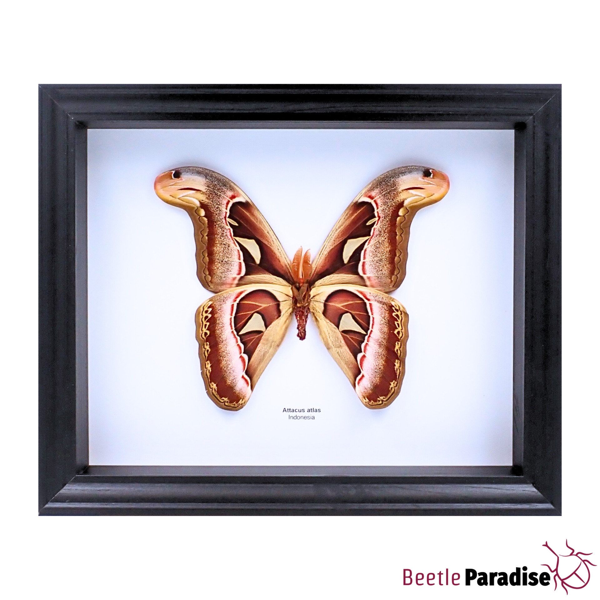 attacus atlas inverz.jpeg?ph=